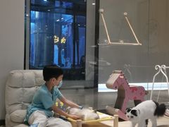 -momokira米努特·德文卷毛猫·棉花面纱犬