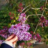 一生心事为花忙 花儿们怒放中