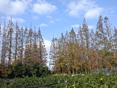 -前小桔亲子创意农场·草莓采摘·露营烧烤