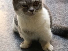 -猫色咖啡·猫咖