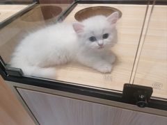 -袖虎·猫馆(体育西路店)