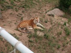 -西霞口神雕山野生动物世界