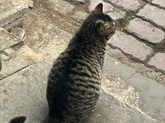 -清真·帅府街羊杂(大同古城店)