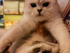 -猫大福·Fortune Cat猫舍(百子湾店)