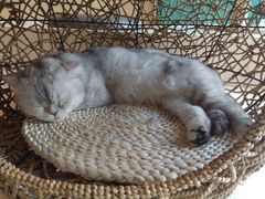 -飞行喵MR PILOT|猫舍·猫咖(静安大融城店)