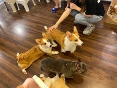 -柯斗斗主题餐厅·狗咖·围炉煮茶·茶饮(国瑞升平里店)