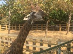 -西霞口神雕山野生动物世界