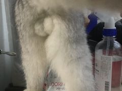 -爱侣宠医·鹦鹉专科·小型哺乳类·异宠专科(灵石路店)