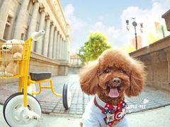 -超宠爱宠物摄影-Super pet