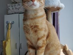 -四月宠物医院·猫专科·心脏专科·内科(转塘店)