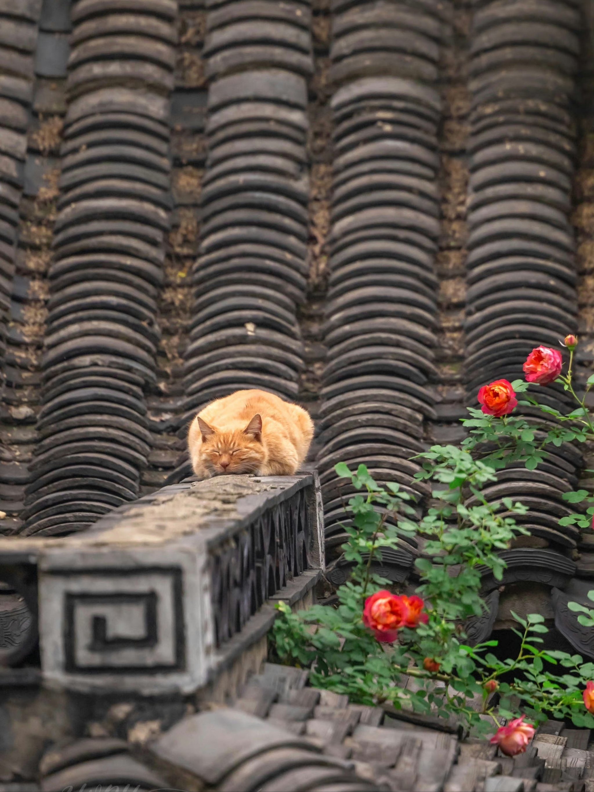 屋顶上的猫图片背影图片