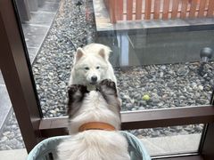 -上海崇明金茂凯悦酒店