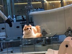-momokira米努特·德文卷毛猫·棉花面纱犬