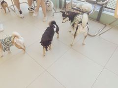 -怪兽屋·羊驼·猫咖·狗咖(俊华广场店)