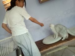 -喵屿·大理花园猫咖