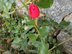 -维乐口腔医院(福清院)