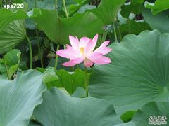-紫竹院公园冰场