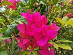 -深圳国际园林花卉博览园