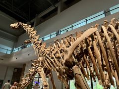 -自贡恐龙博物馆