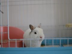 -达爱动物医院·犬猫分区·CT·复杂眼科(远洋山水分院)