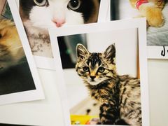 -瑞派·关忠动物医院·猫专科·犬专科(三环新城店)