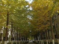 -北京国家会计学院