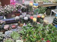 -大自然花鸟鱼虫市场
