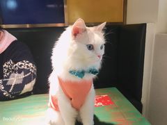 -喵喵咪呀布偶猫咖(春熙路店)
