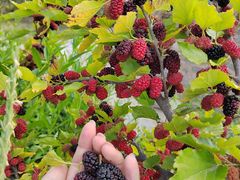 -清风小镇闯关东影视基地