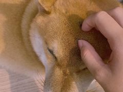 -柴犬高等学院·狗咖·柴犬售卖·宠物训练