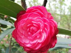 -广东花都湖国家湿地公园