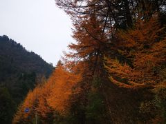 -秦岭风景区
