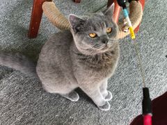 -喵店&猫咖