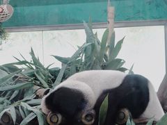 -广州动物园
