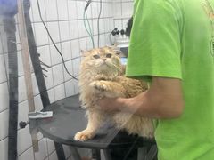 -唐小姐の猫狗洗护·购宠旗舰店(周浦万达店)
