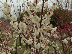 梅花（白）-蜀冈西峰生态公园