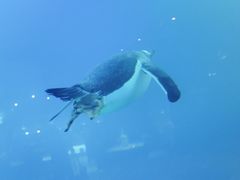 -新加坡飞禽公园