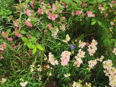 -上海共青森林公园