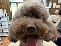 -鑫艺宠物美容培训学校