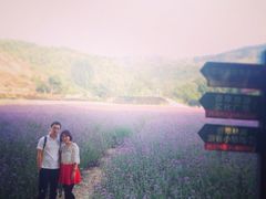 iphone_upload_pic-紫海香堤香草艺术庄园