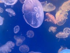 -江和美海洋公园