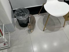 -喜多萌中农锦绣动物医院24H·猫科·牙科MRI·CT