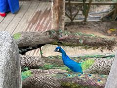 -西双版纳原始森林公园