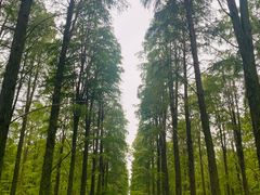 -渌洋湖湿地公园