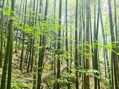 -莫干山风景区