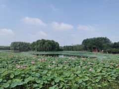 -东郊湿地公园