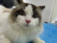 -北京恒爱动物医院(清景园分院)