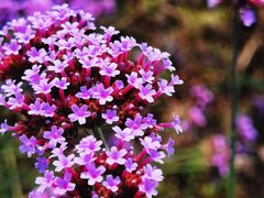 -紫海香堤香草艺术庄园