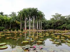 -西双版纳原始森林公园