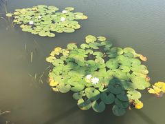 -佛手湖郊野公园